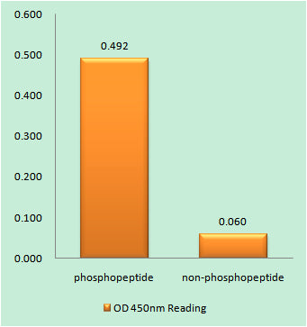 Neu (phospho Tyr1112) Rabbit Polyclonal Antibody