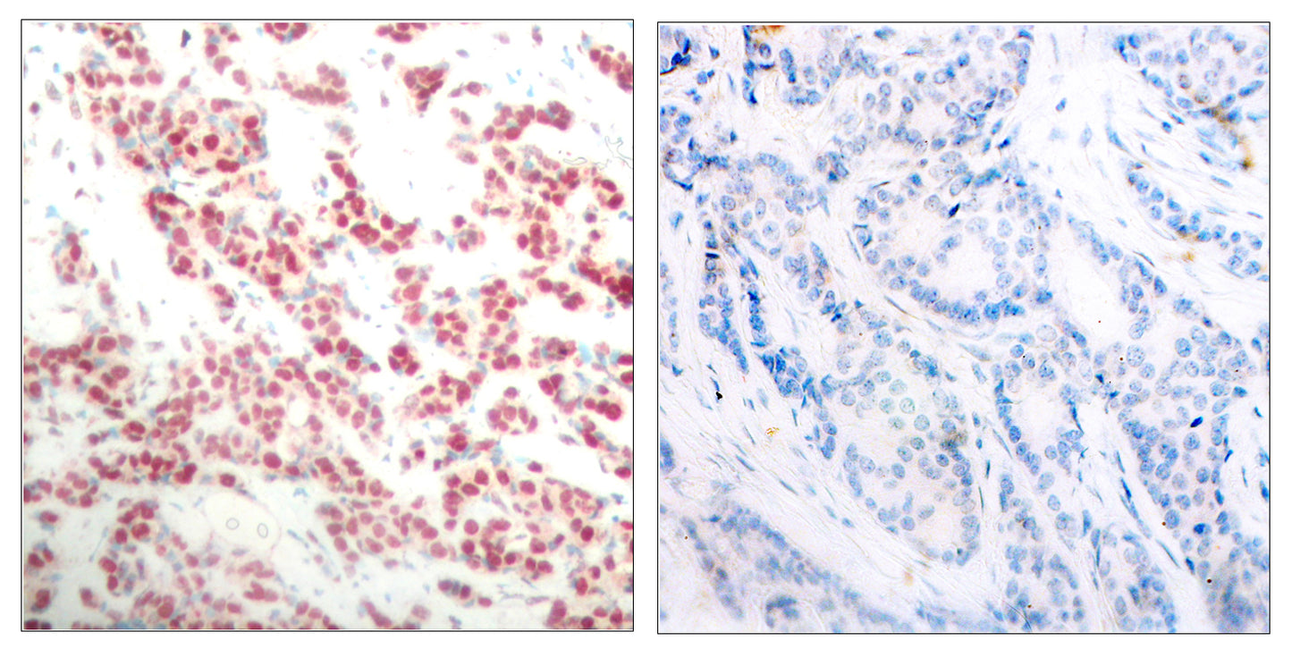 NFκB-p100 (phospho Ser865) Rabbit Polyclonal Antibody