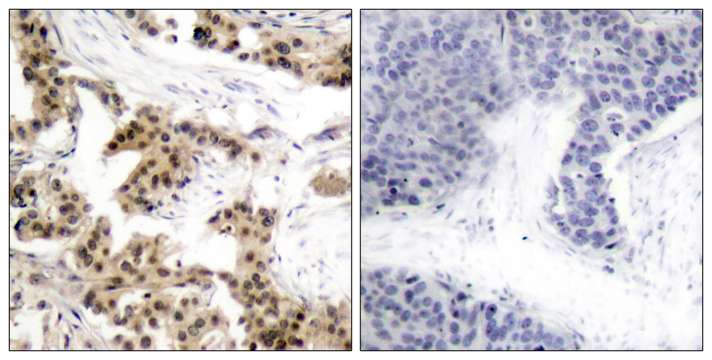 NFκB-p105 (phospho Ser893) Rabbit Polyclonal Antibody