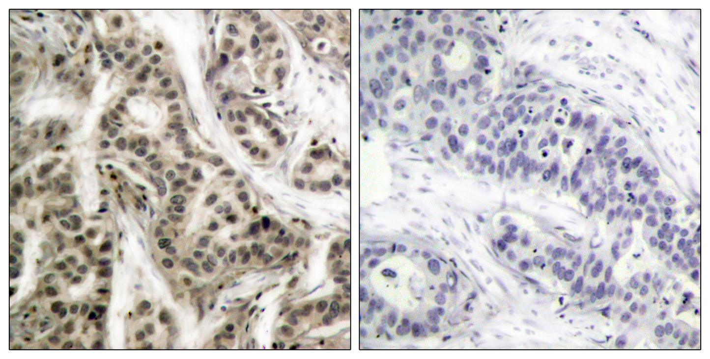NFκB-p105/p50 (phospho Ser337) Rabbit Polyclonal Antibody