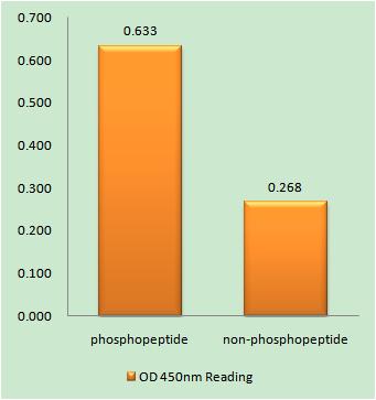 NOS2 (phospho Tyr151) Rabbit Polyclonal Antibody