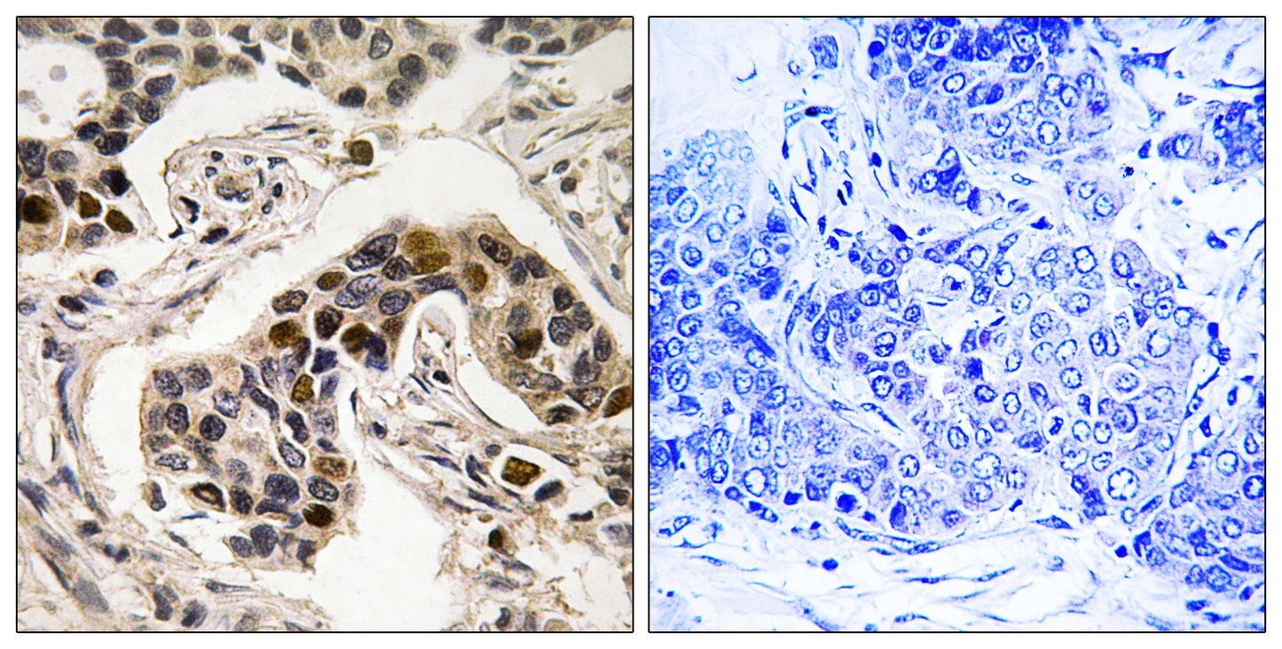 NUDC (phospho Ser326) Rabbit Polyclonal Antibody