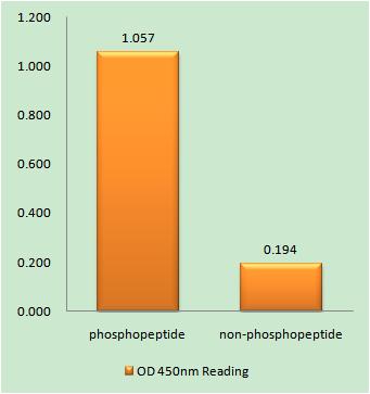 Nur77 (phospho Ser351) Rabbit Polyclonal Antibody