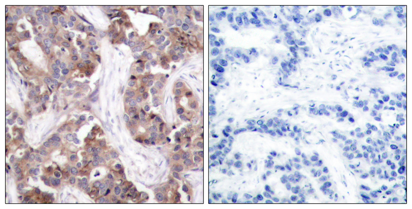 Op18 (phospho Ser25) Rabbit Polyclonal Antibody