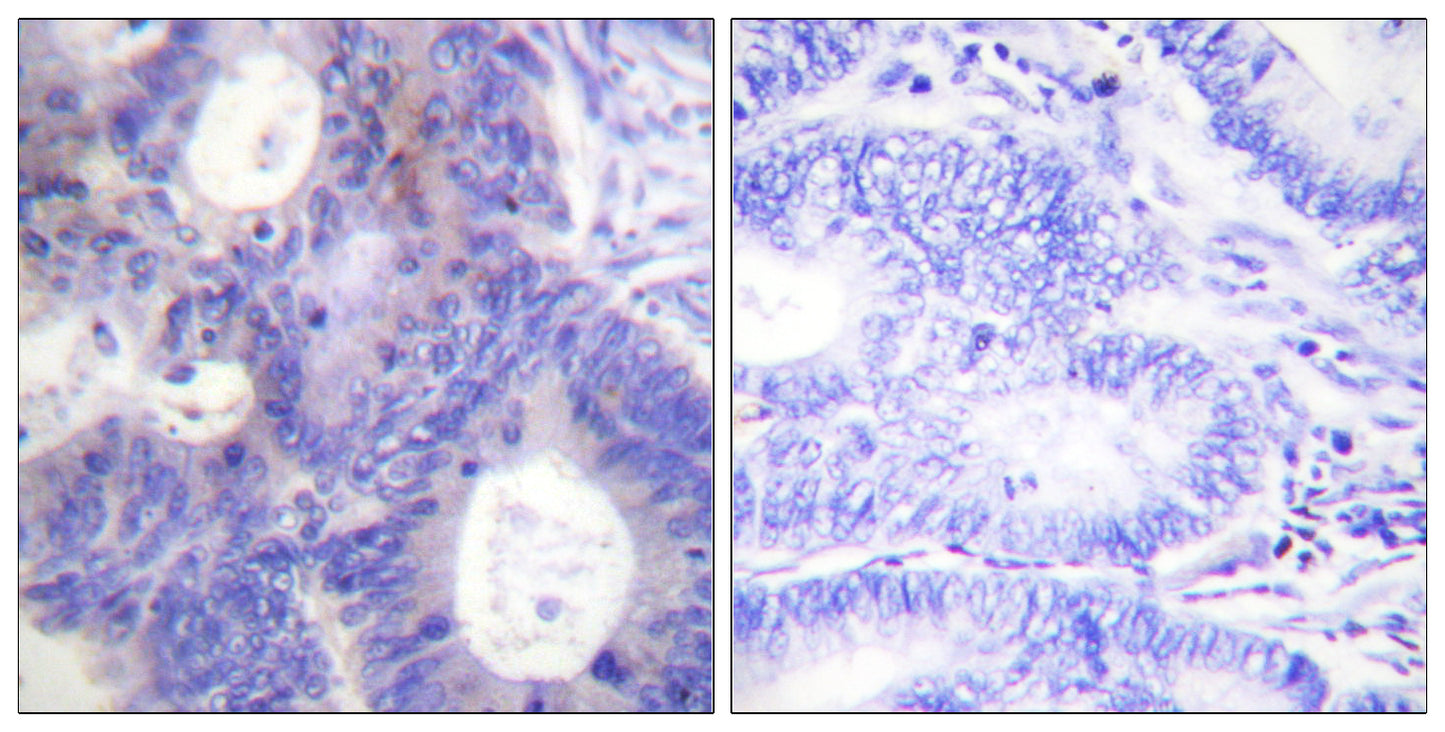 p23 (phospho Ser113) Rabbit Polyclonal Antibody