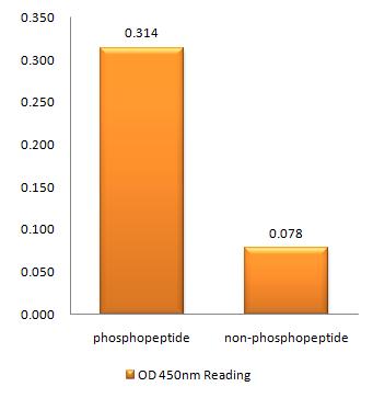 p300 (phospho Ser89) Rabbit Polyclonal Antibody