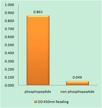 p53 (phospho Ser366) Rabbit Polyclonal Antibody