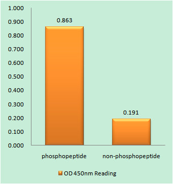 p53 (phospho Ser378) Rabbit Polyclonal Antibody
