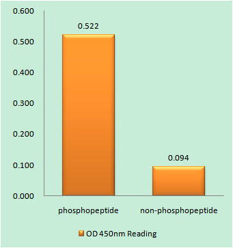Parkin (phospho Ser131) Rabbit Polyclonal Antibody