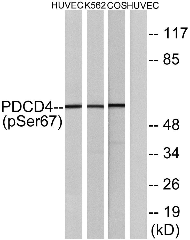 Pdcd-4 (phospho Ser67) Rabbit Polyclonal Antibody