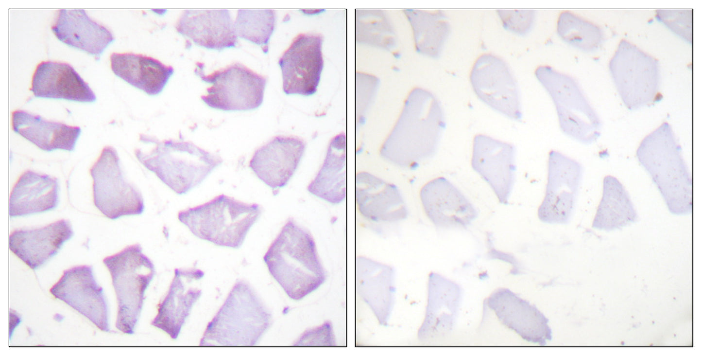 PEA-15 (phospho Ser116) Rabbit Polyclonal Antibody