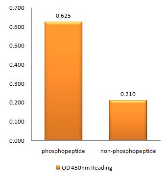 Plk (phospho Thr210) Rabbit Polyclonal Antibody