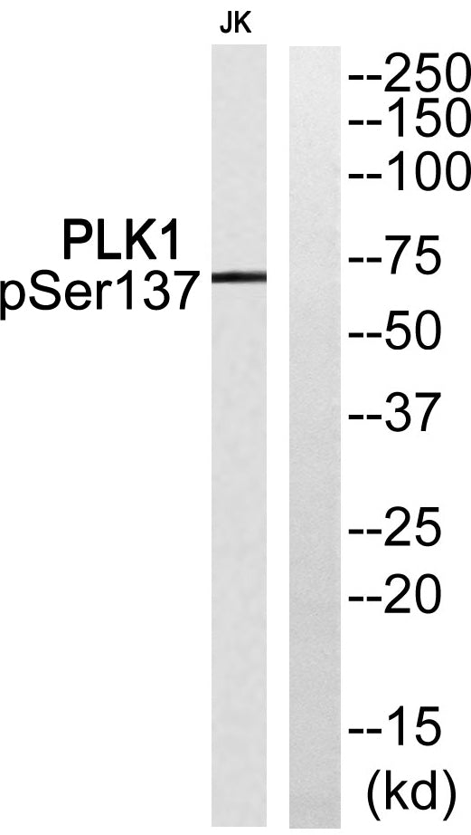 Plk1 (phospho Ser137) Rabbit Polyclonal Antibody