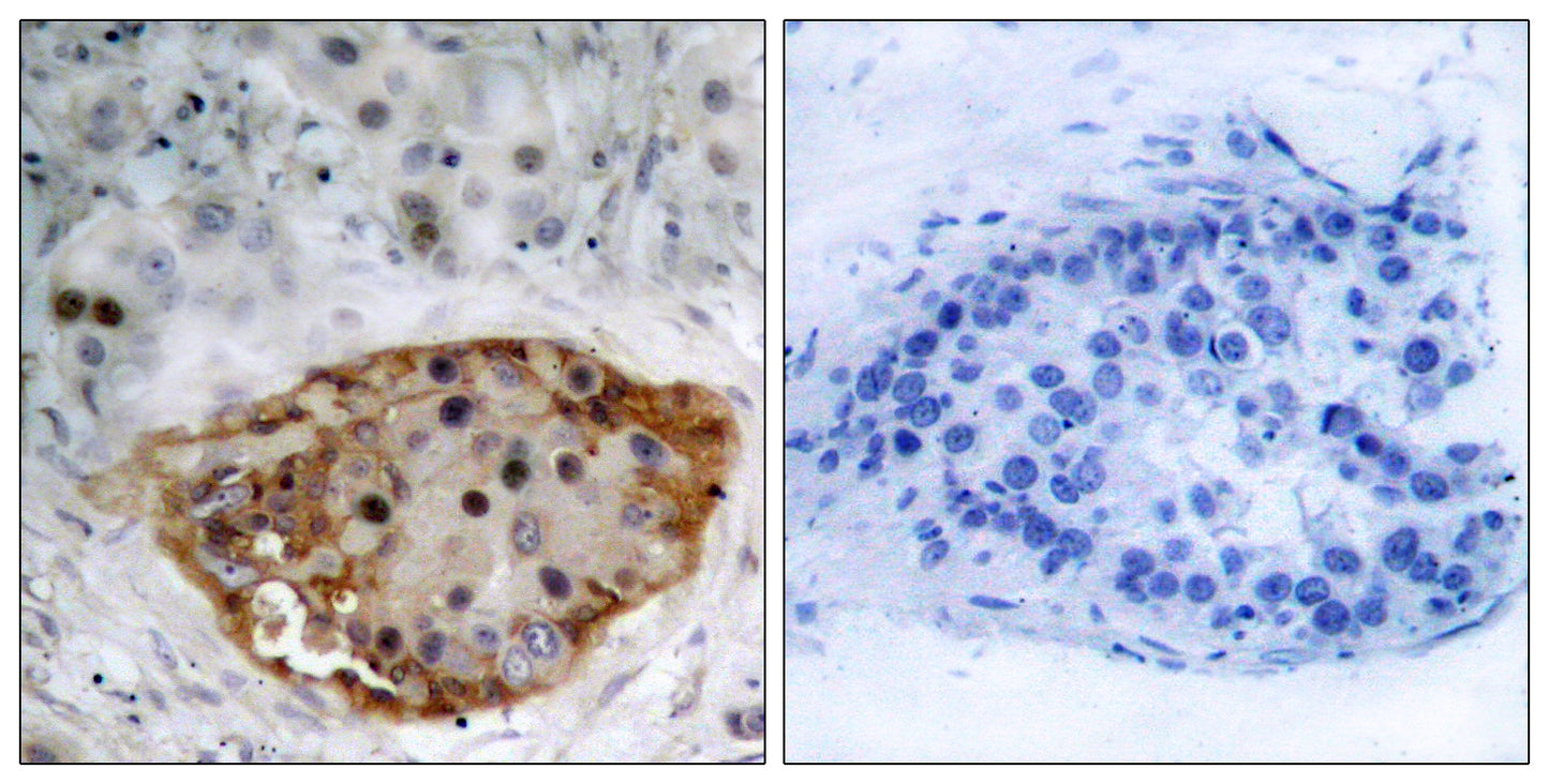 PTEN (phospho Ser370) Rabbit Polyclonal Antibody