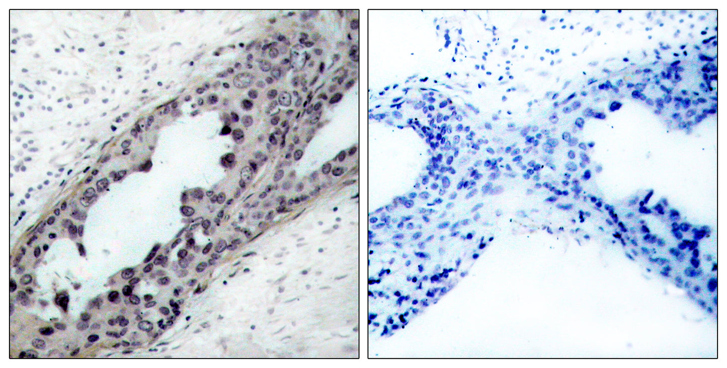 PTEN (phospho Ser380/T382/T383) Rabbit Polyclonal Antibody