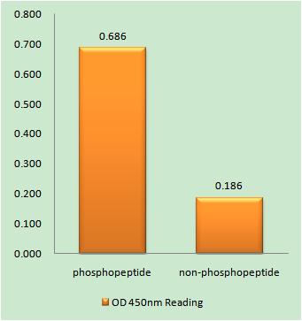 ROM-K (phospho Ser44) Rabbit Polyclonal Antibody