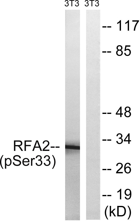 RPA p32 (phospho Ser33) Rabbit Polyclonal Antibody