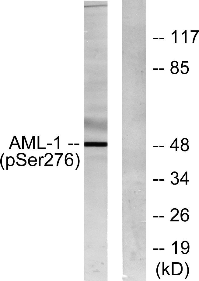 RUNX1 (phospho Ser249) Rabbit Polyclonal Antibody