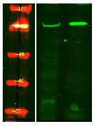 SAMHD1 (phospho-Thr592)  Rabbit Polyclonal Antibody