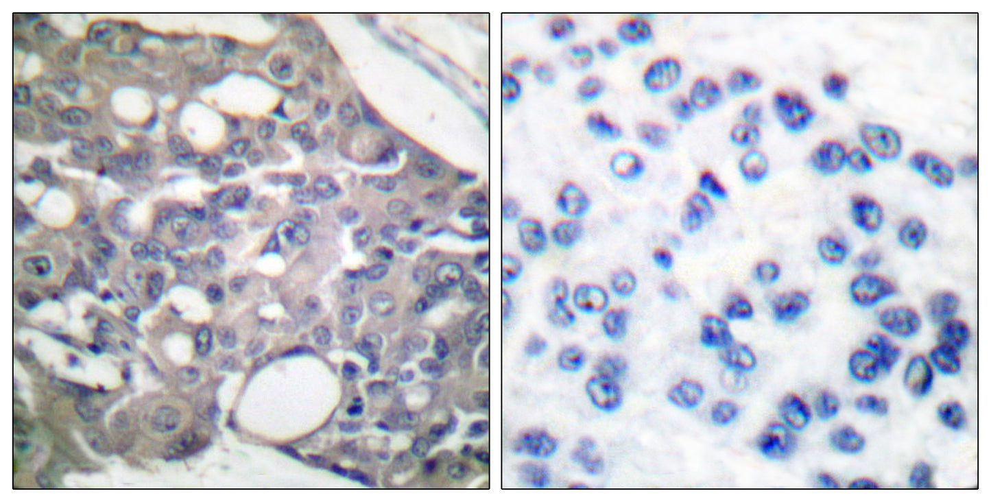 SH-PTP1 (phospho Tyr536) Rabbit Polyclonal Antibody