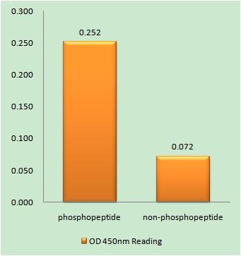 SphK2 (phospho Thr614) Rabbit Polyclonal Antibody