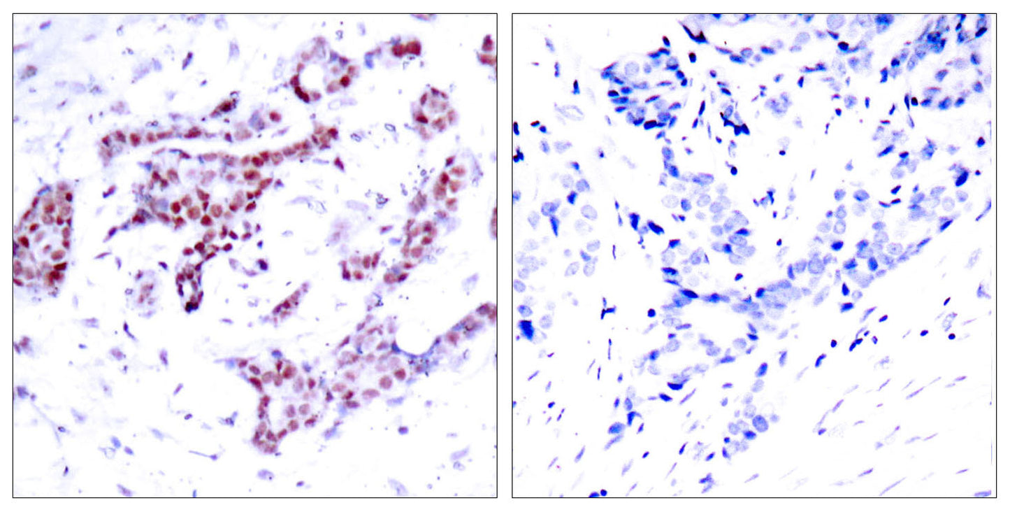 Stat1 (phospho Tyr701) Rabbit Polyclonal Antibody