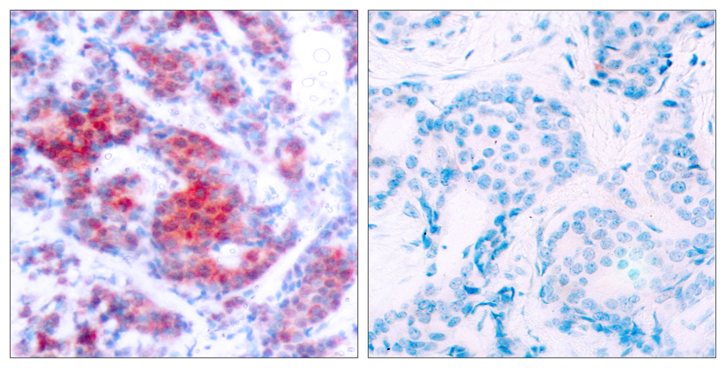 Stat4 (phospho Tyr693) Rabbit Polyclonal Antibody