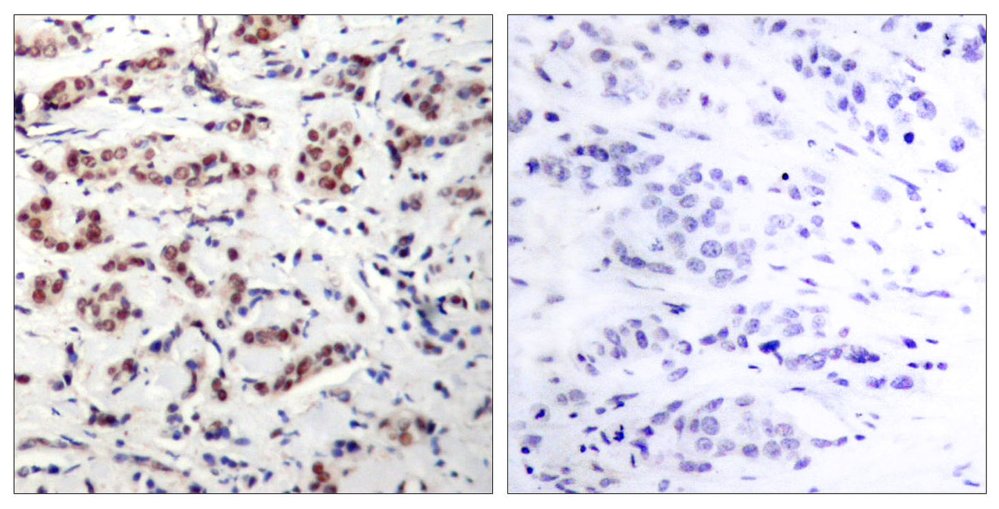 Stat5 (phospho Tyr694/699) Rabbit Polyclonal Antibody