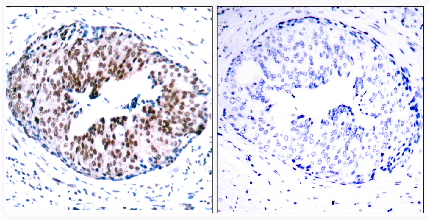 Stat5a (phospho Ser780) Rabbit Polyclonal Antibody