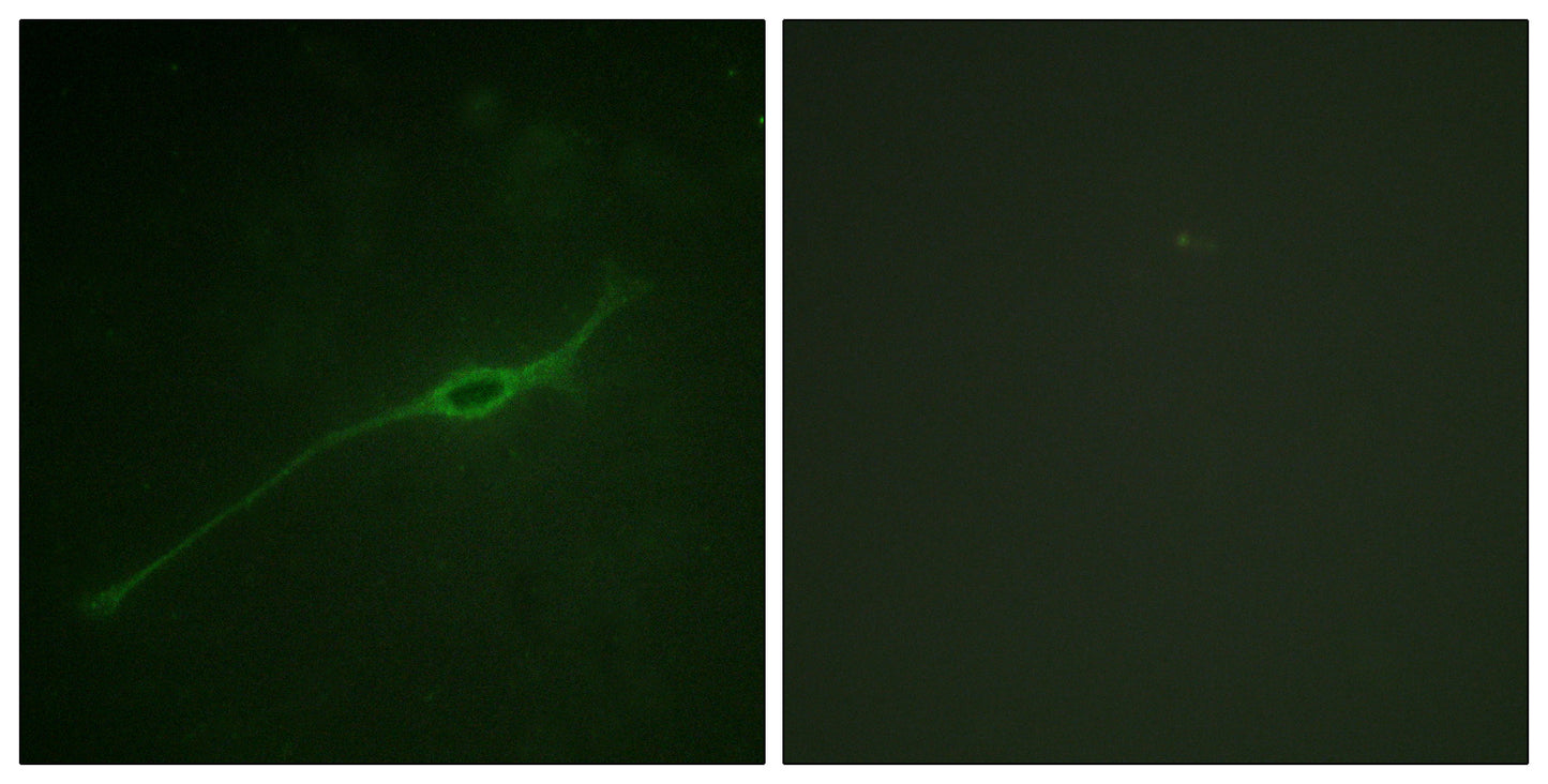Syntaxin 1 (phospho Ser14) Rabbit Polyclonal Antibody