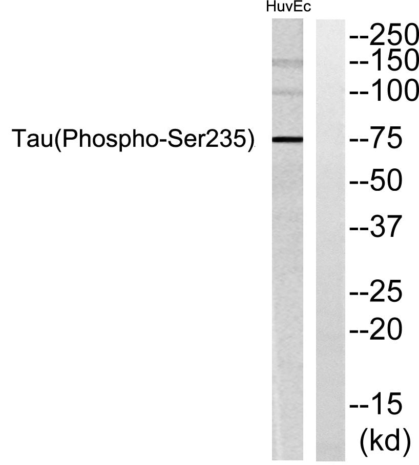 Tau (phospho Ser235) Rabbit Polyclonal Antibody