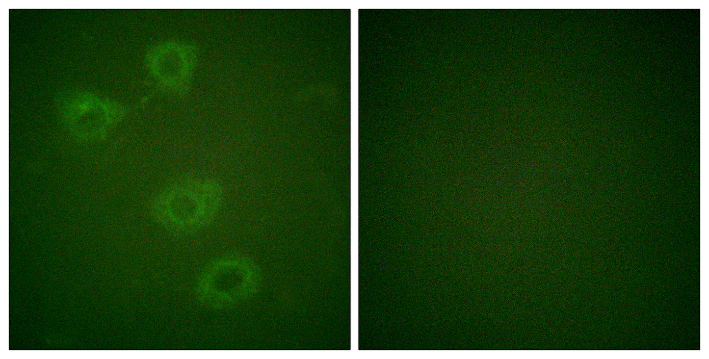 TH (phospho Ser19) Rabbit Polyclonal Antibody