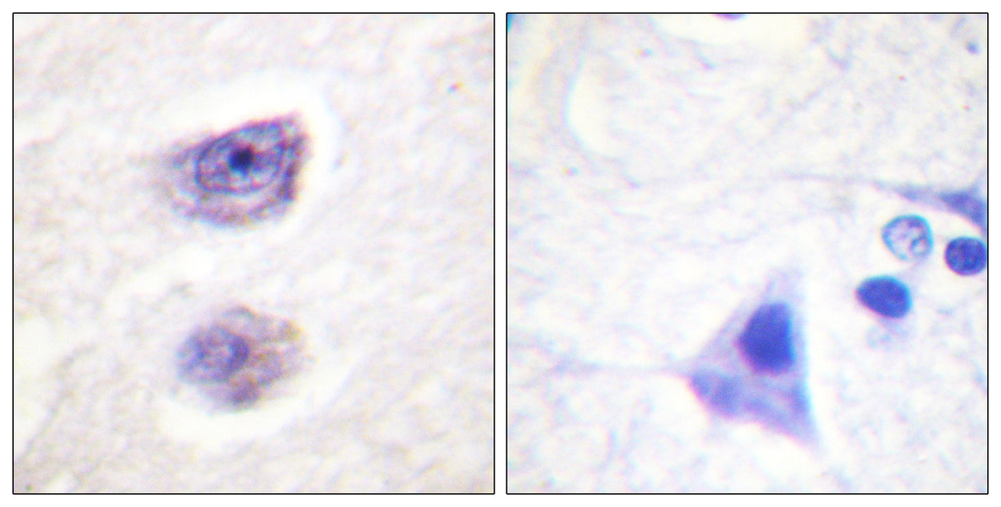 TH (phospho Ser8) Rabbit Polyclonal Antibody