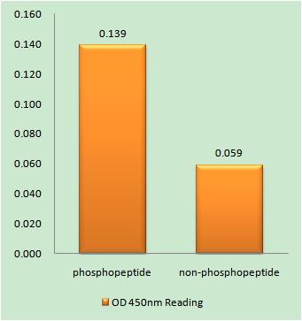 TIP60 (phospho Ser90) Rabbit Polyclonal Antibody