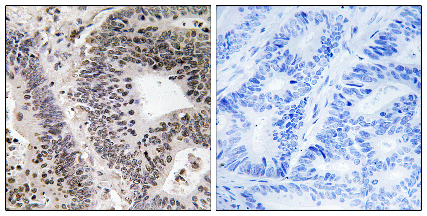 WWOX (phospho Tyr33) Rabbit Polyclonal Antibody