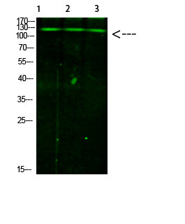 JAK2/3 (Phospho-Tyr966/939) Rabbit Polyclonal Antibody