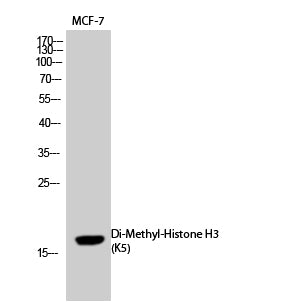 Histone H3 (Di Methyl Lys5) Rabbit Polyclonal Antibody