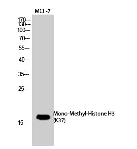Histone H3 (Mono Methyl Lys37) Rabbit Polyclonal Antibody
