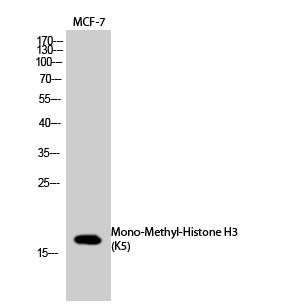 Histone H3 (Mono Methyl Lys5) Rabbit Polyclonal Antibody