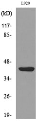 E2F-4 (Acetyl Lys96) Rabbit Polyclonal Antibody
