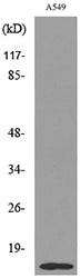 Histone H2B (Acetyl Lys126) Rabbit Polyclonal Antibody