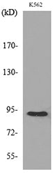 HSP 90 (Acetyl Lys292/284) Rabbit Polyclonal Antibody