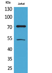 Ku-70 (Acetyl Lys539) Rabbit Polyclonal Antibody