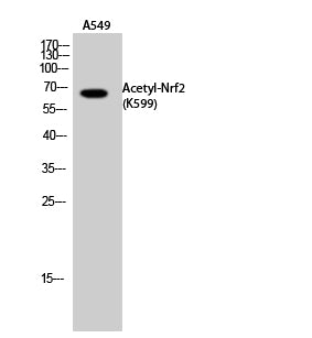 Nrf2 (Acetyl Lys599) Rabbit Polyclonal Antibody