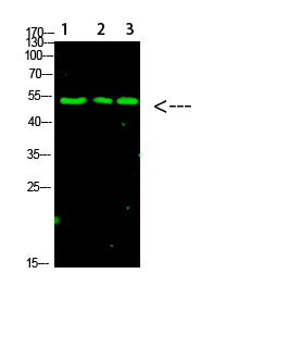 p53 (Acetyl-K120) Rabbit Polyclonal Antibody