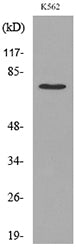 p73 (Acetyl Lys321) Rabbit Polyclonal Antibody