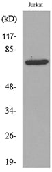 p73 (Acetyl Lys327) Rabbit Polyclonal Antibody