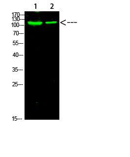 PARP-1 (Acetyl-K521) Rabbit Polyclonal Antibody