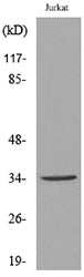 Ref-1 (Acetyl Lys7) Rabbit Polyclonal Antibody