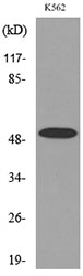 Tubulin α (Acetyl Lys352) Rabbit Polyclonal Antibody
